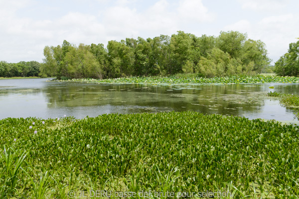 Brazos Bend State Park, TX, USA